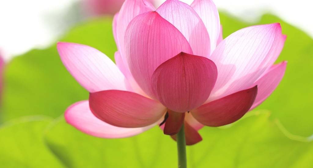 Inspiring pink lotus flower symbolizing faith-based healing and peaceful soul