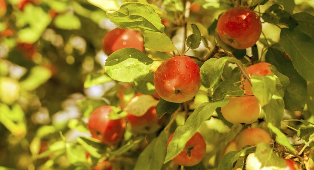Frutos de manzana, fuente de fibra soluble