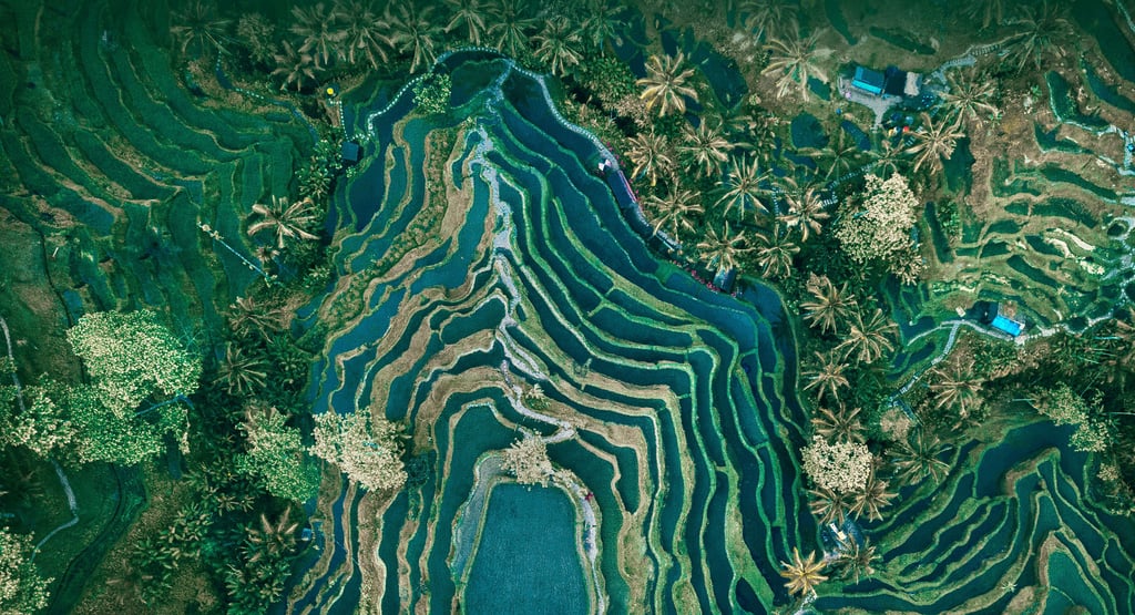 Tegalalang Rice Terrace