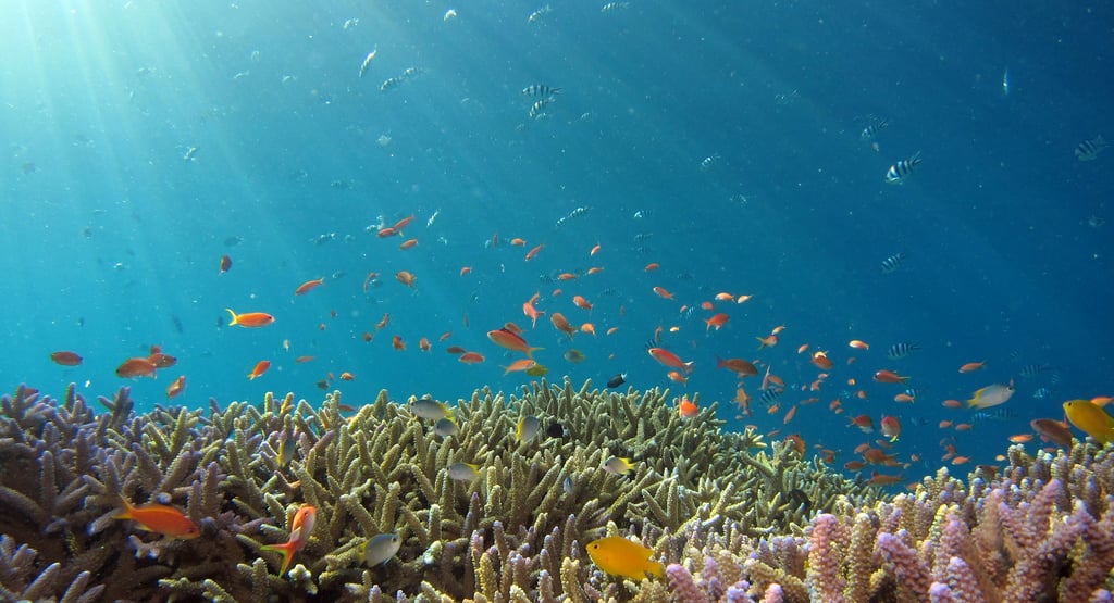 Coral Reefs: The Earth’s Immune System and Why Their Survival Matters