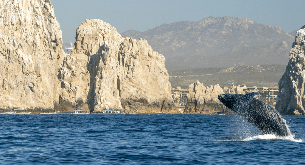 Arco de Cabo San Lucas com uma baleia saltando ao fundo
