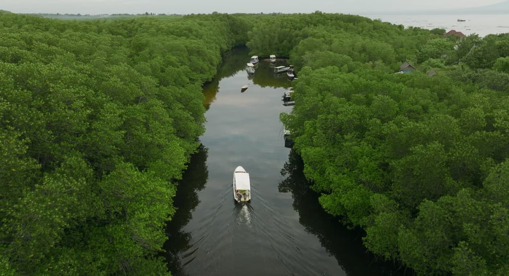 Mangrove Forest Nusa Lembongan