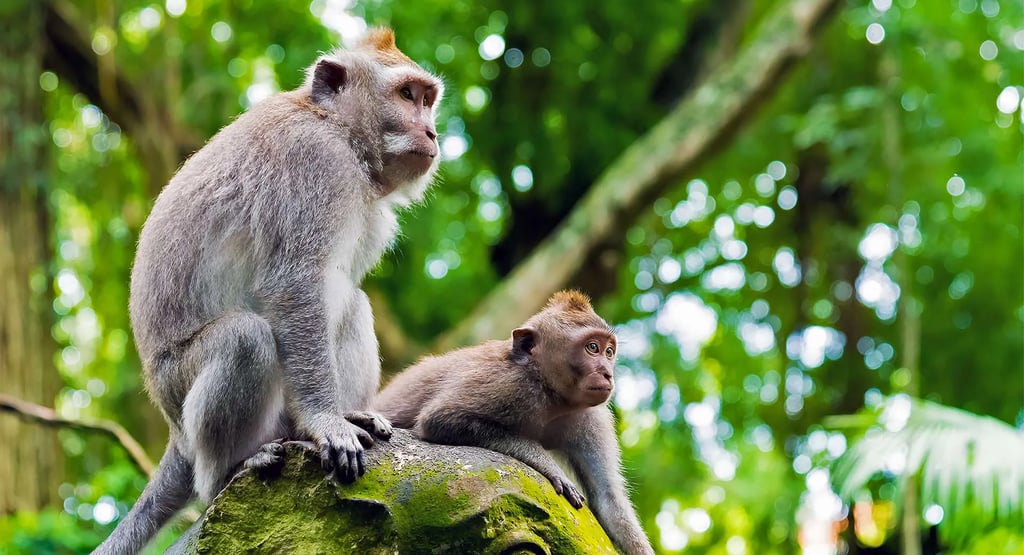 Monkey Forest