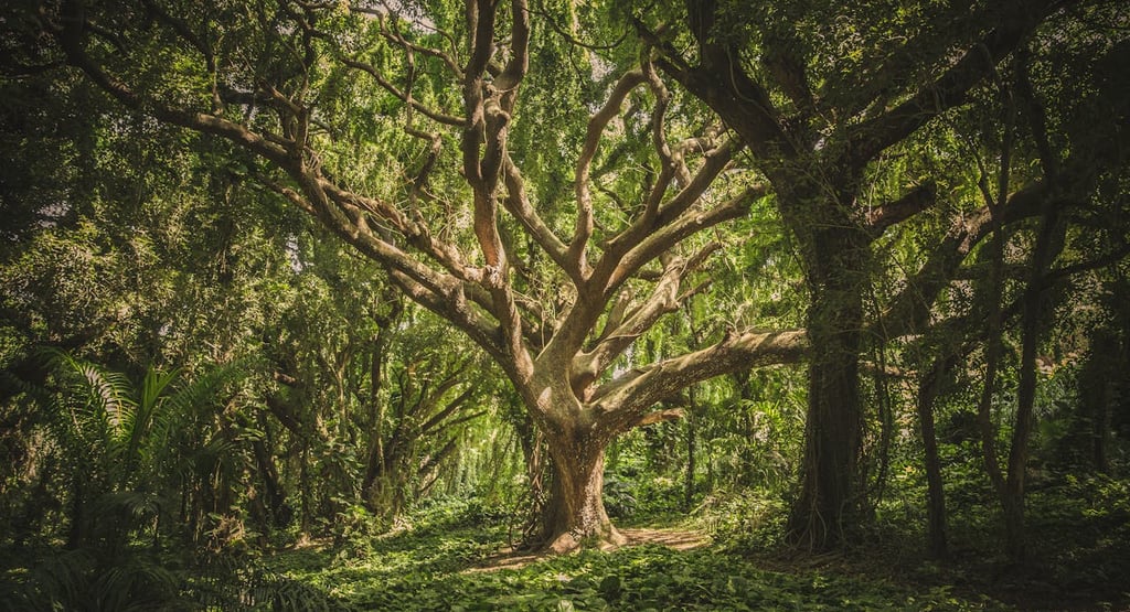 The Secret Life of Trees: How Forests Communicate Beneath the Soil