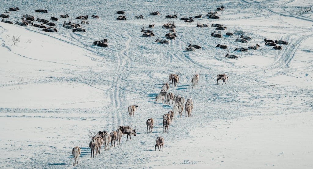Survival of the Smartest: How Animals Are Adapting to Climate Change in Extraordinary Ways