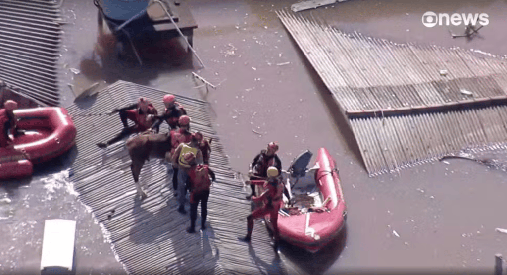 Cavalo ilhado em Canoas é resgatado pelo Exército