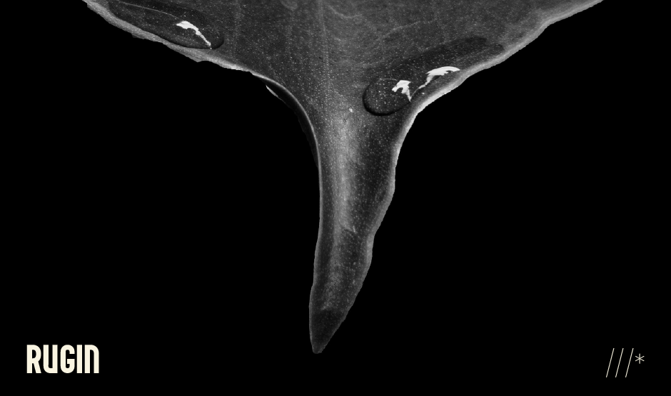 folha em preto e branco com uma gota da agua descendo sobre ela