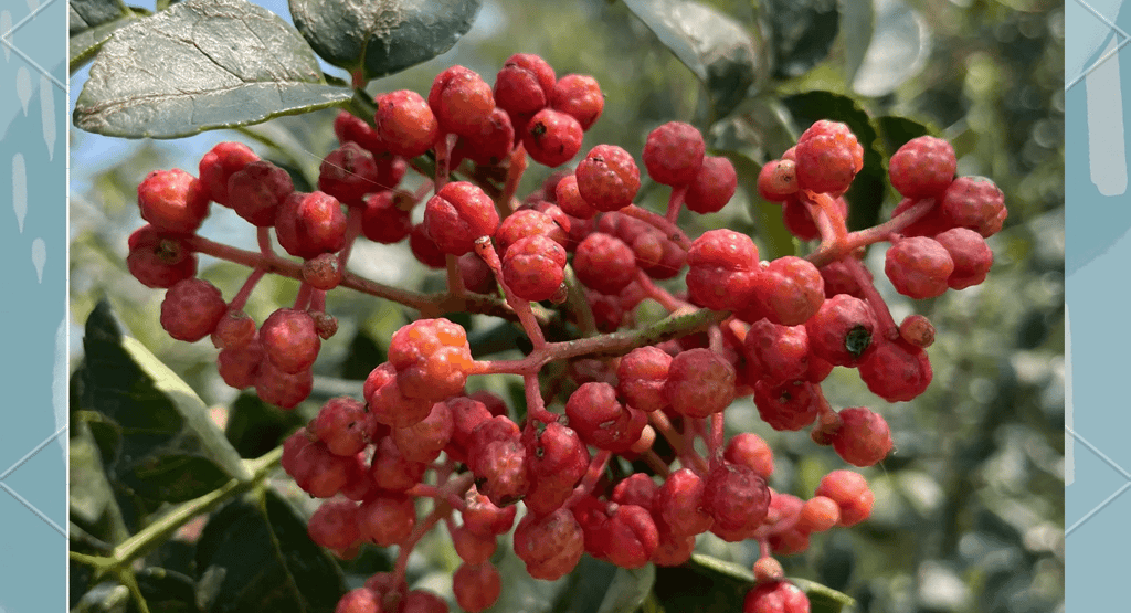 Close-up of ripe red Sichuan peppers growing on a branch with green leaves against a blue sky.