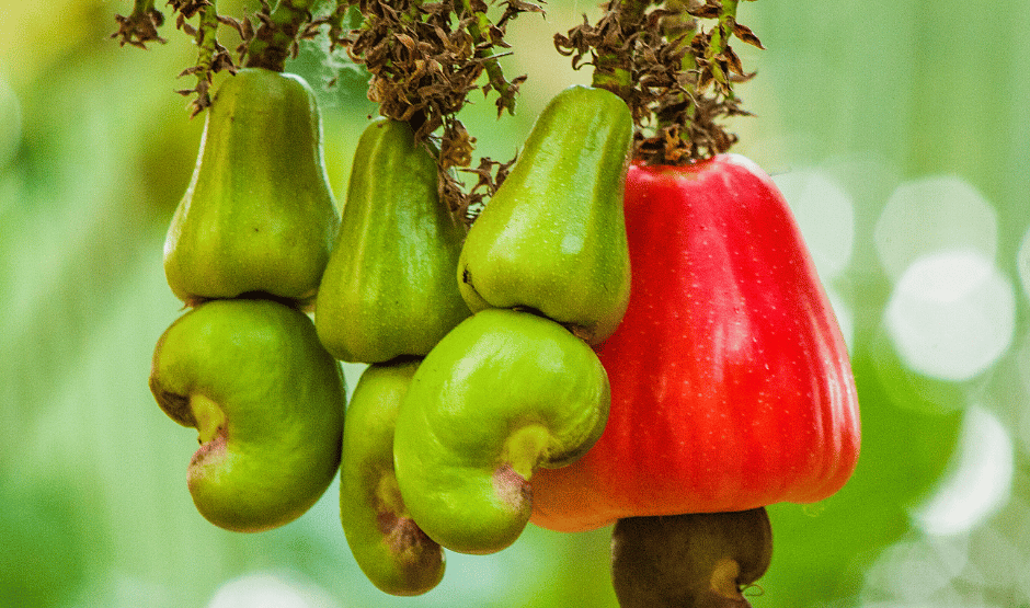 Bunch of cashew apples with nuts