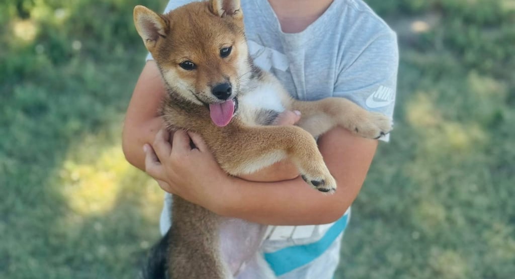 Shiba Inu Puppies for sale online