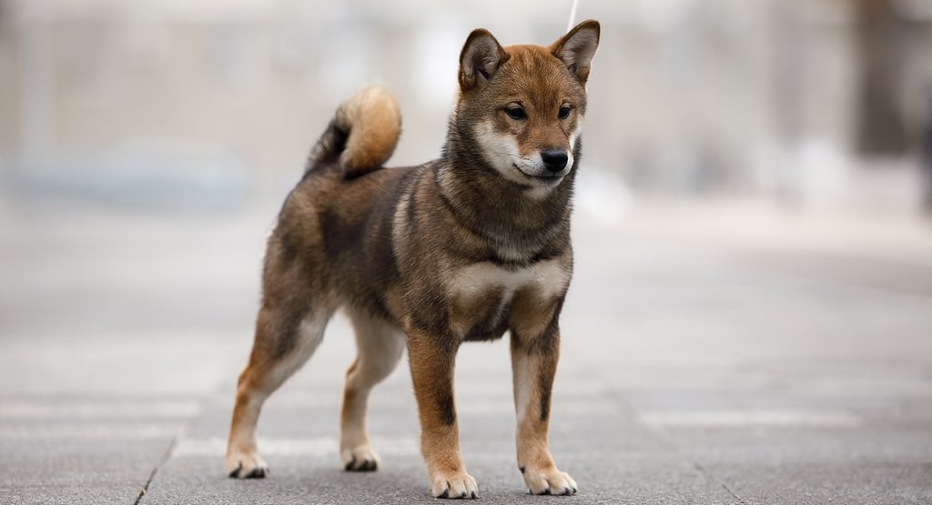 What is Special About Shiba Inu?