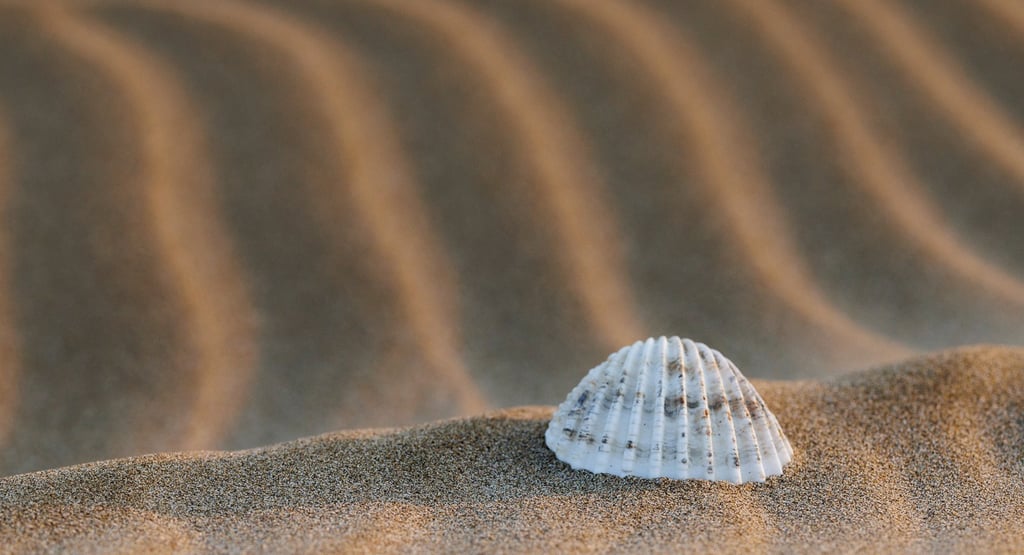 a shellfish in the sand