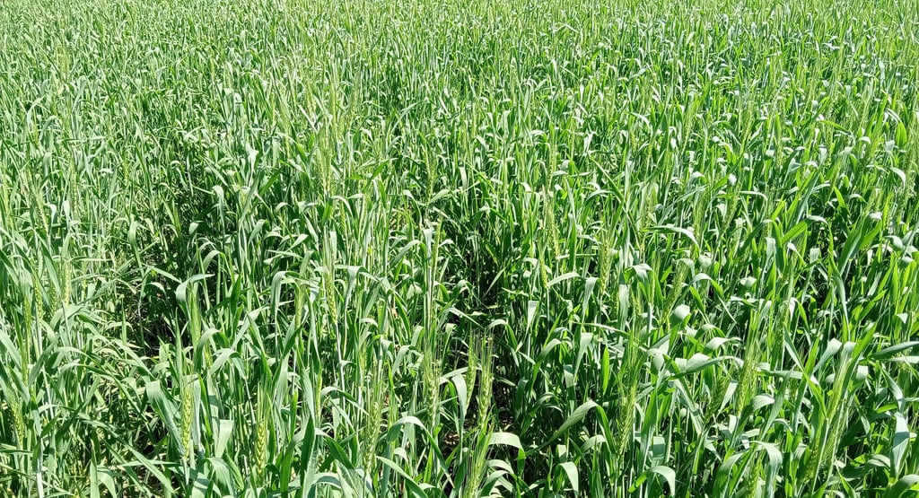 A lush, golden wheat field flourishing under the sun, cultivated using Dhara Greens' organic bio-fertilizers 