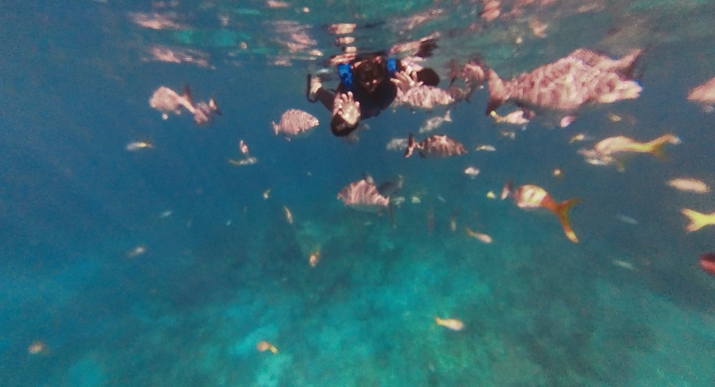 snorkelling tour key largo