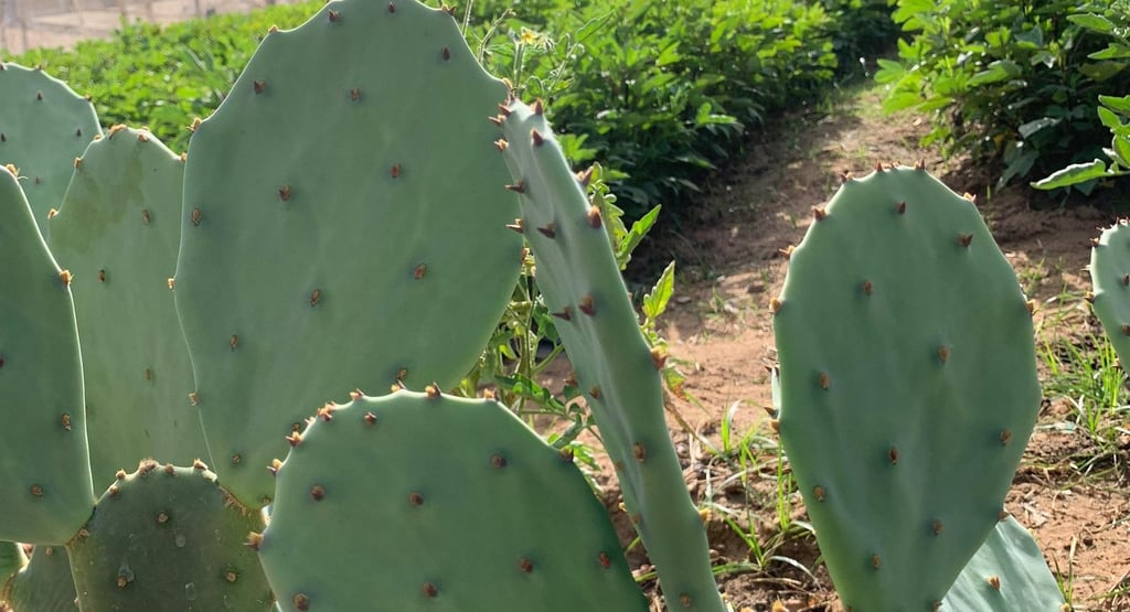 Système d'Association Champs cultivés démontrant le système d'association de cultures avec le cactus