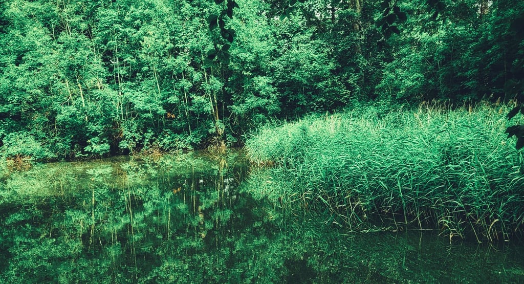 Lush green forest trees and tall reeds reflecting in the calm surface of a woodland pond.