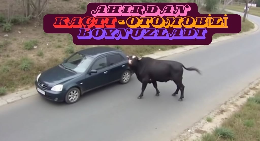 otomobili boynuzlayan boğa
