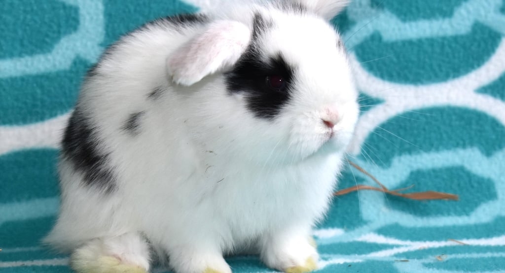 Hot Cross Buns' broken black baby with long strand of hay