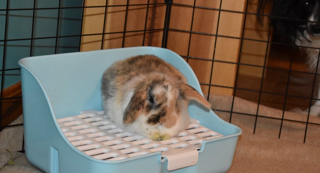 Hot Cross Buns Baby Bun lounging on a litter box