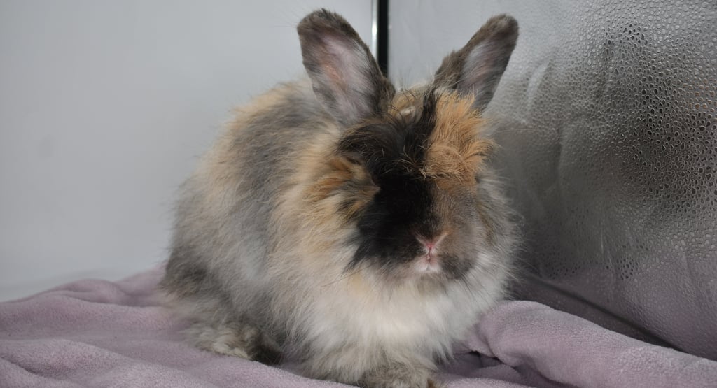 Sukie- Pet French Angora Harlequin spayed doe