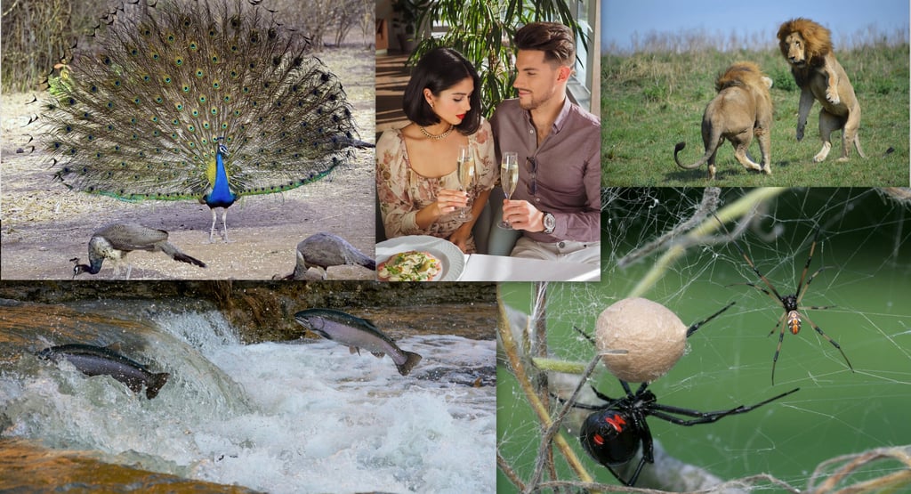 Collage of diverse mating rituals-peacocks, black widow spiders, dating app users, fighting lions, and spawning salmon