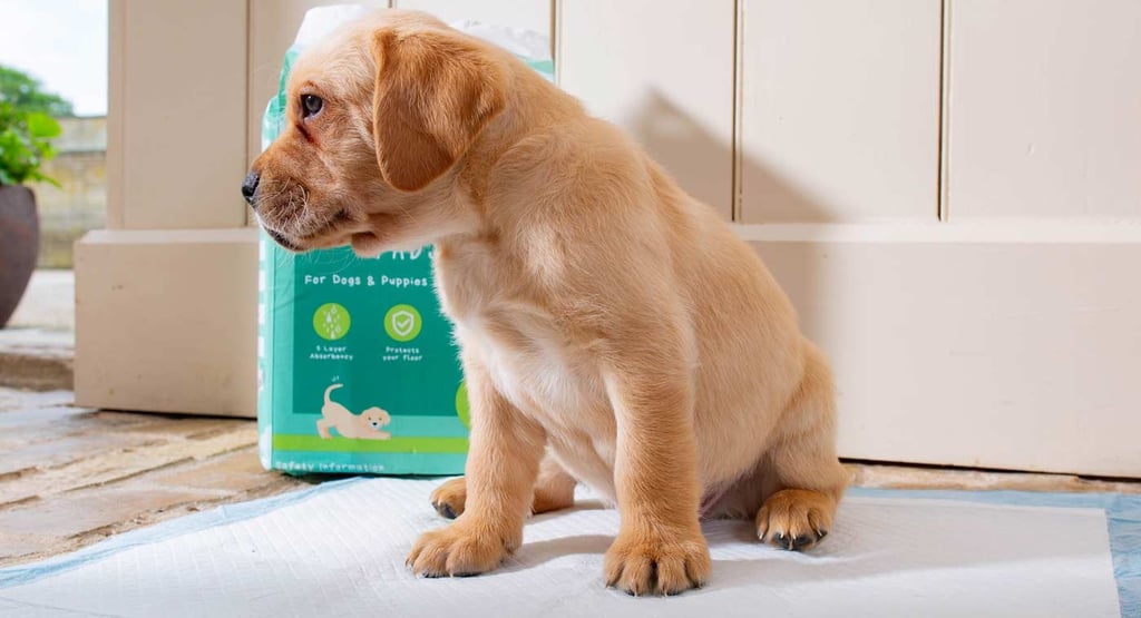 How to Potty Train a Puppy With Puppy Pads A Beginner's Guide