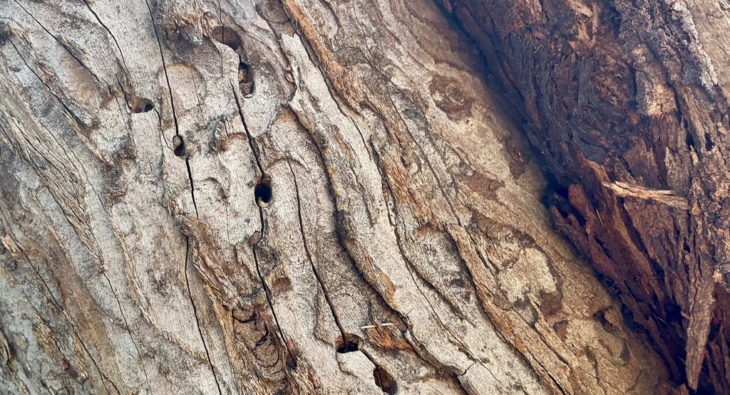 Wood with borer insect tracks and holes.