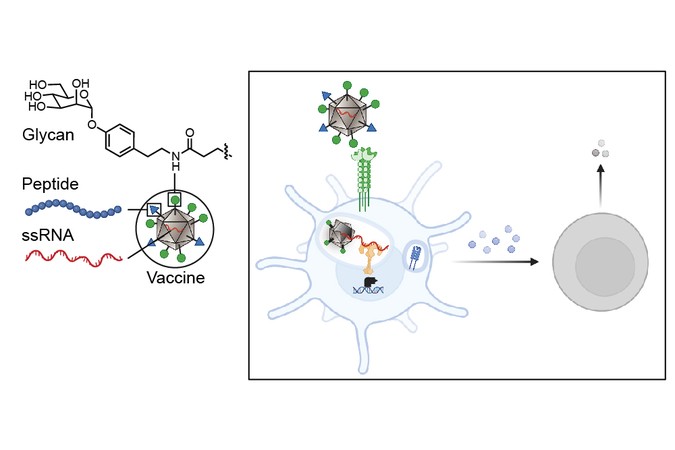 Visual representation of a study with immune cells.
