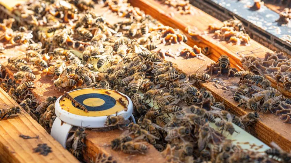 Precision Beekeeping – Enhancing Hive Management with Technology
