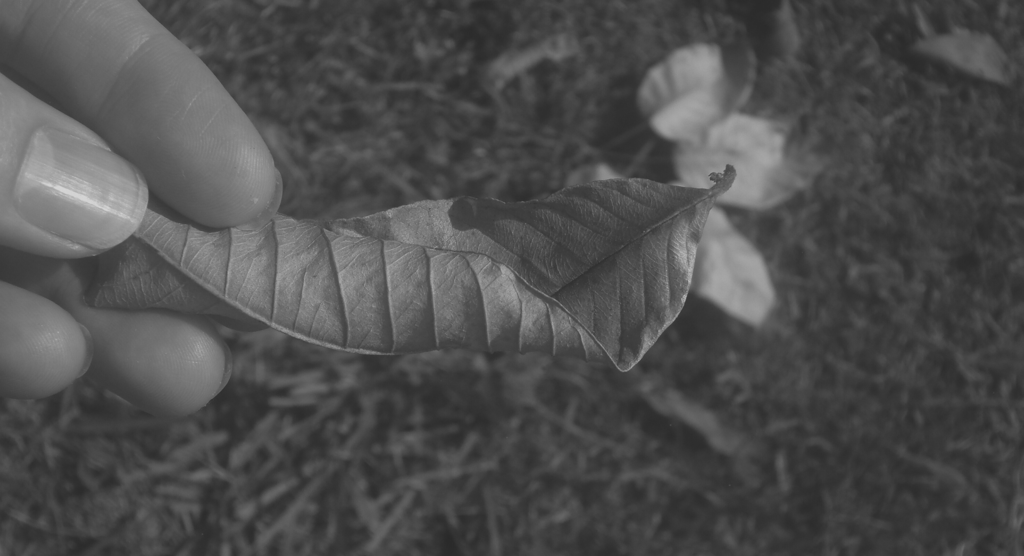 Fotografía en blanco y negro de una mano sosteniendo una hoja seca en la naturaleza