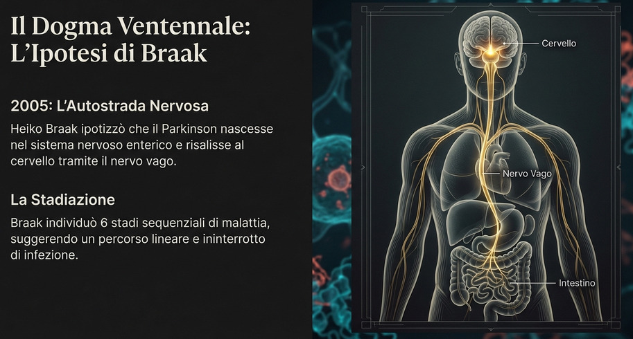 la proma teoria di Braak