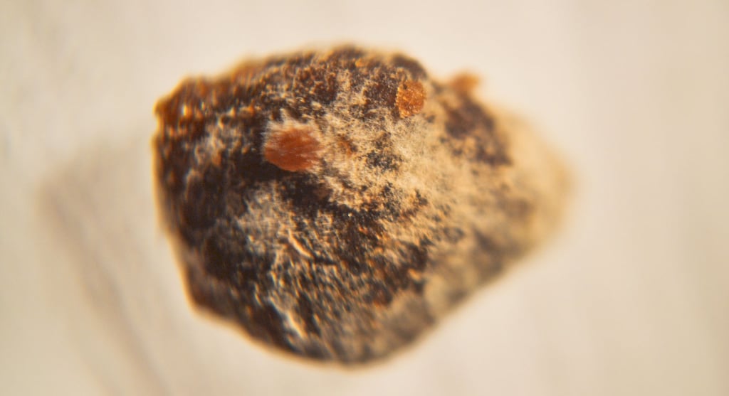 fotografia de los filamentos de moho sobre alimento