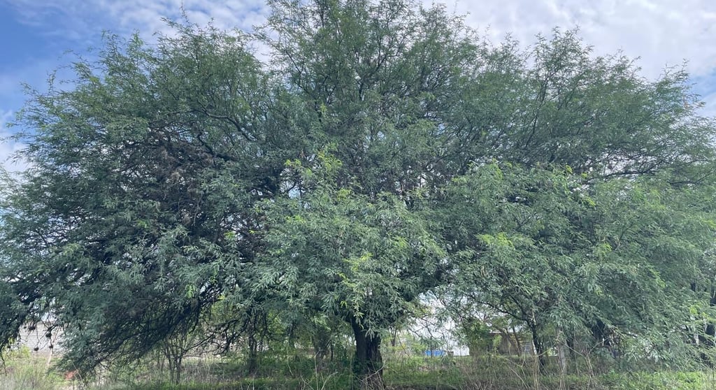 Árbol de mezquite