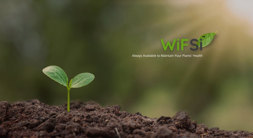 Maintain Your Plants Health