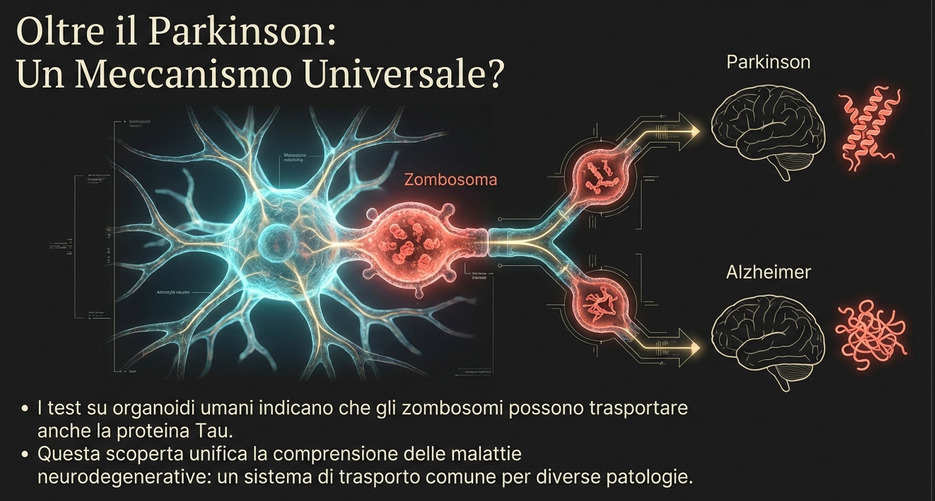 meccanismo comune ad altre patologie