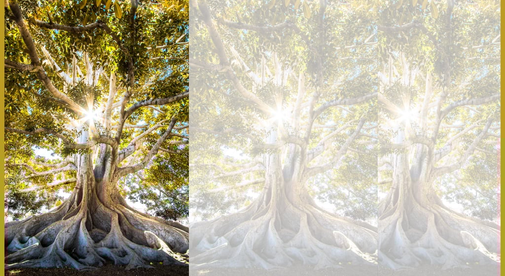 Ancient banyan tree with sunlight streaming through, symbolizing cultural roots, regenerative legacy