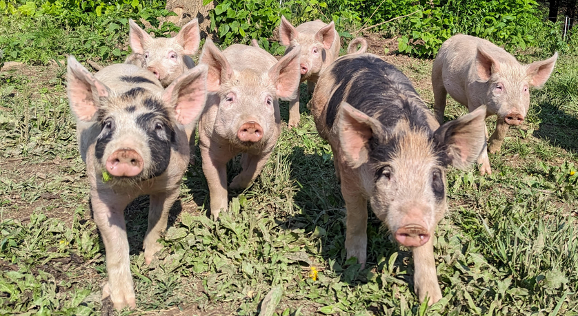 six pig walking towards you in grass