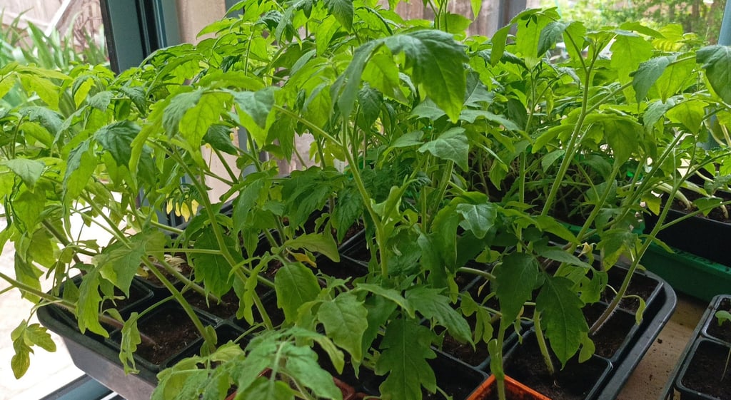 Young tomato plants