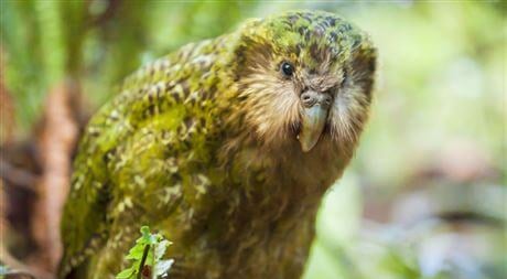 Ave kakapo el loro gigante de Nueva Zelanda 