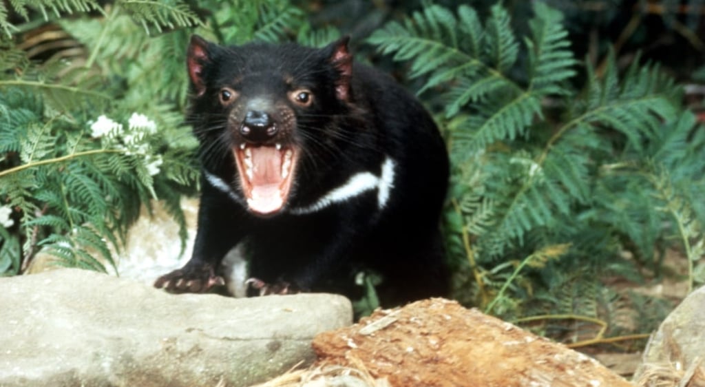 Donde ver diablos de Tasmania 