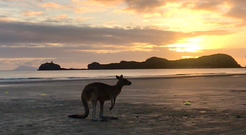 Donde ver canguros en Australia