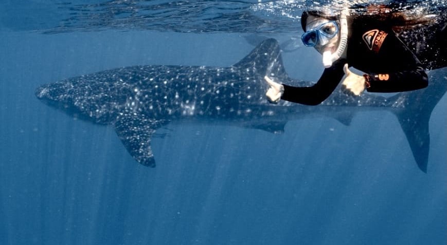 Nadando con el tiburón ballena en Australia