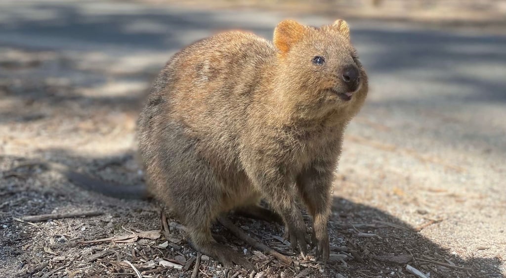 El quokka es el animal mas feliz del mundo