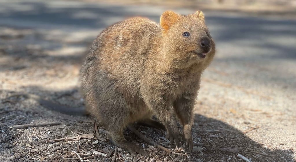 quokka en Rottnest Island