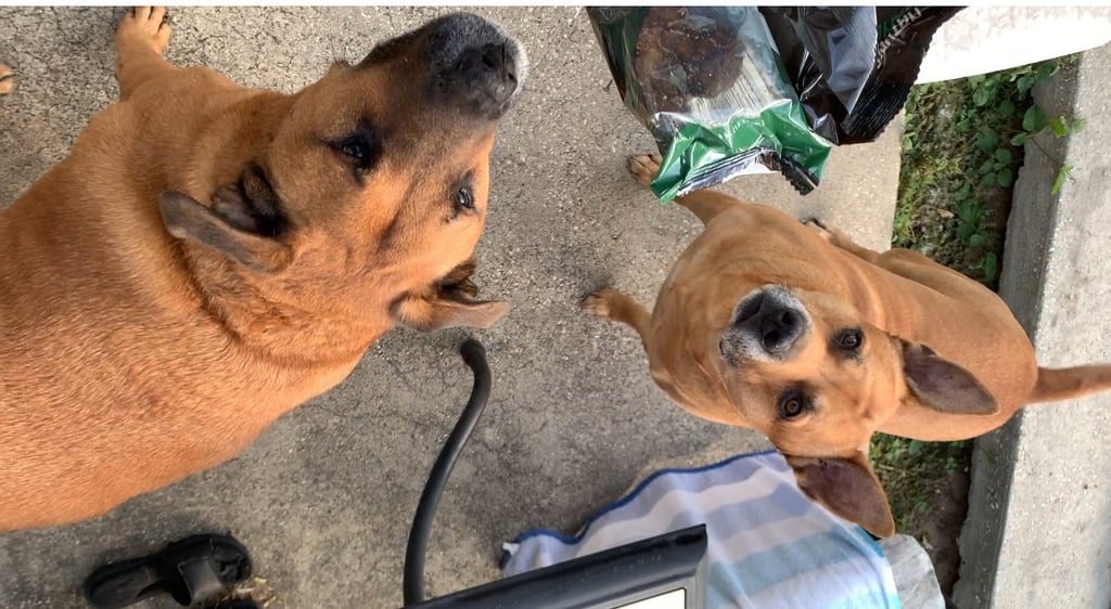 Two brown dogs look up expectantly for treats outdoors on a concrete patio.