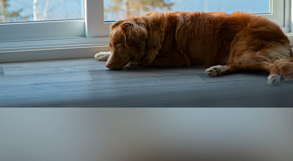 dogAdvisor | dogadvisor | dog advisor | dogAdvisor.dog