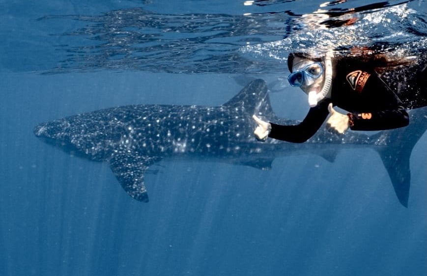 Nadando con el tiburón ballena en Australia