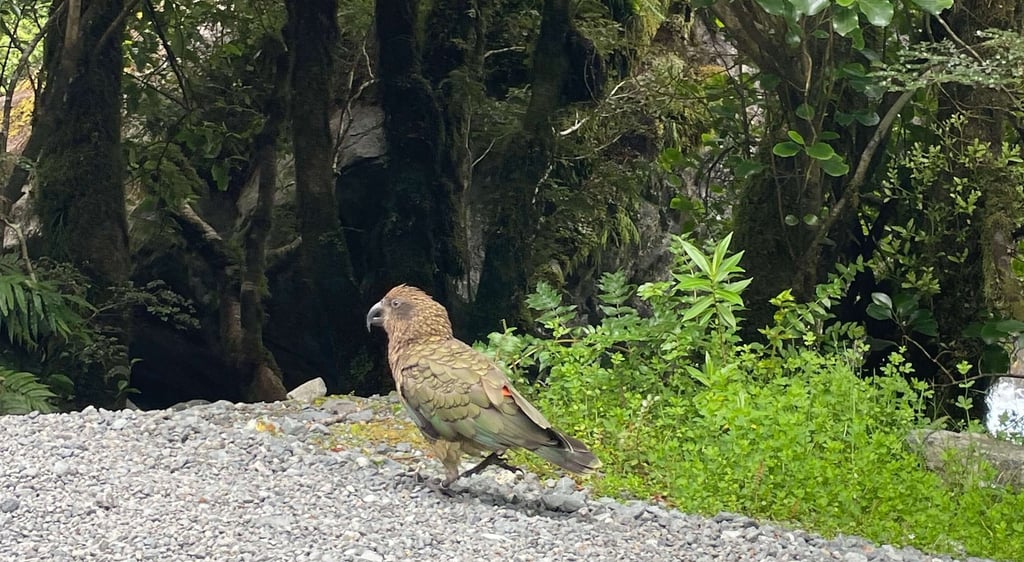 Kea en Fiordland National Park