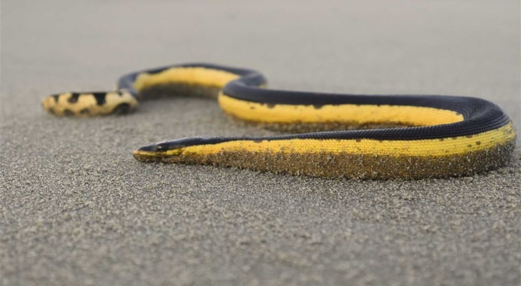 Serpiente marina amarilla Nueva Zelanda