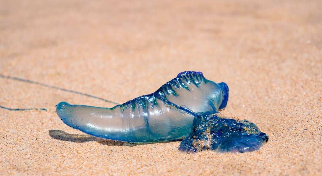 Medusa blue bottle en la arena